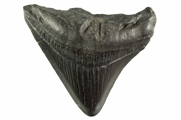 Posterior Juvenile Megalodon Tooth - South Carolina #331452